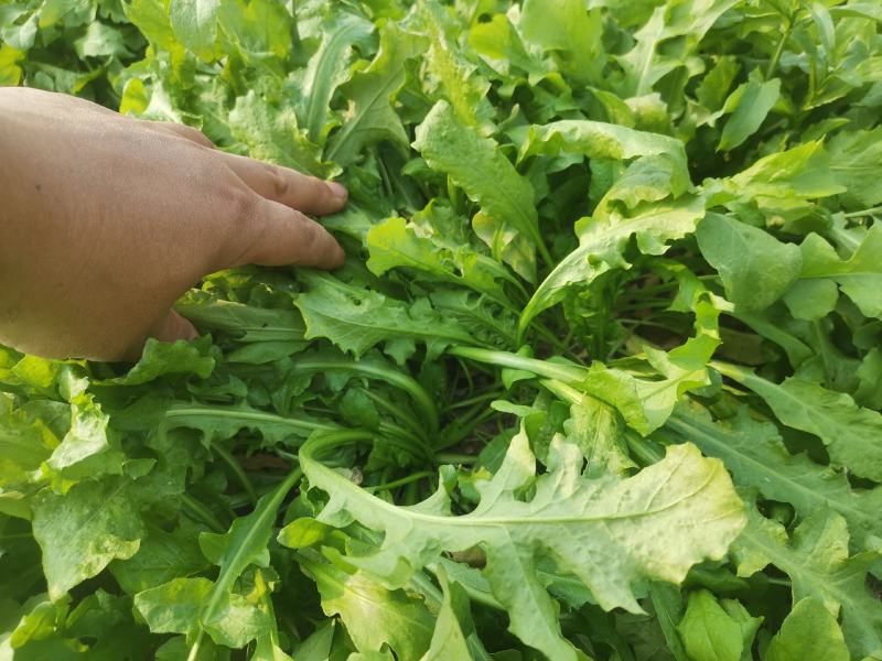 荠菜，大颗荠菜，地菜，鲜嫩荠菜