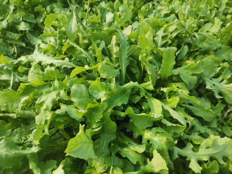 荠菜，大颗荠菜，地菜，鲜嫩荠菜