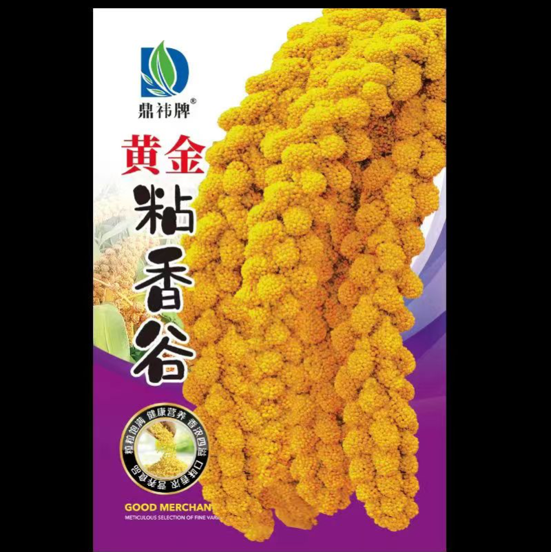 黄金香谷种子50克每袋