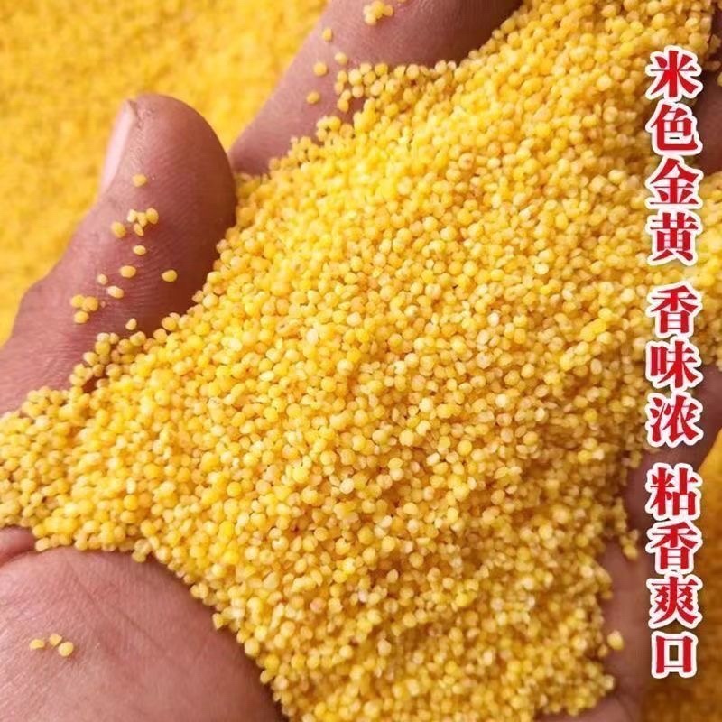 黄金香谷种子50克每袋