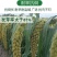 黄金香谷种子50克每袋