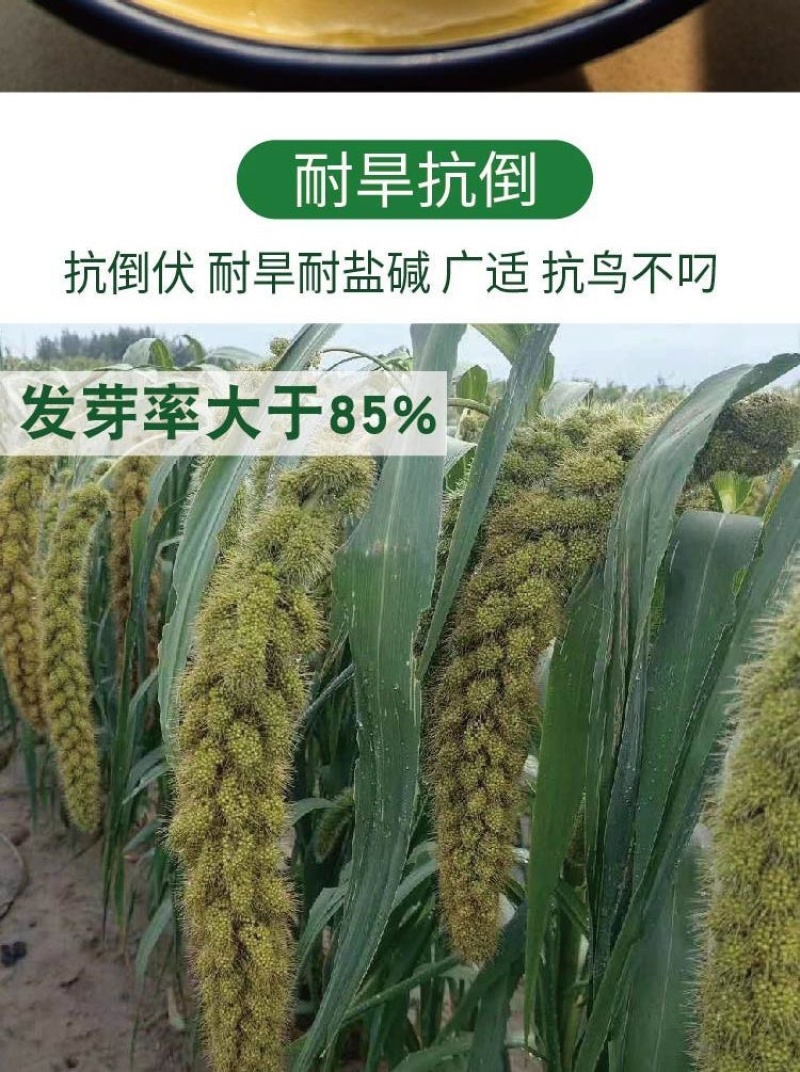 黄金香谷种子50克每袋