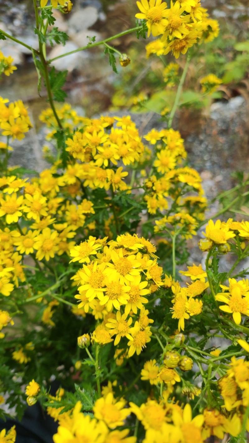 野菊花