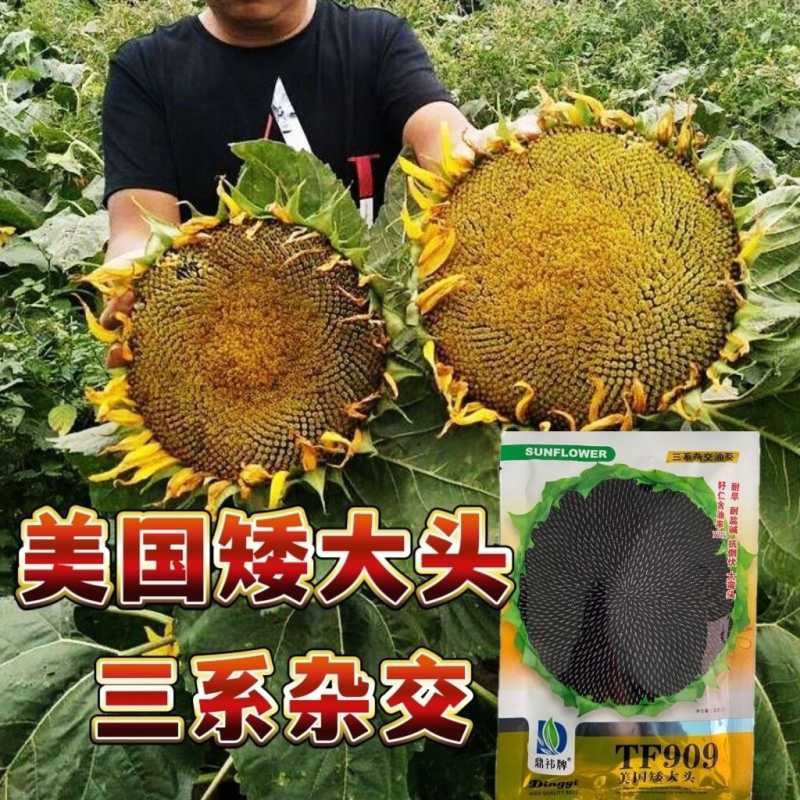 美国矮大头TF909原装三系杂交原种高产型油葵种子