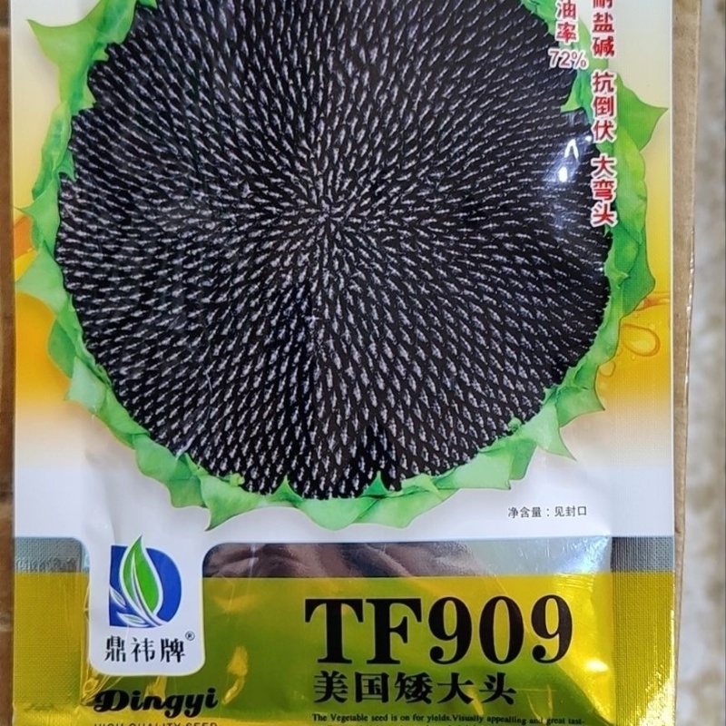 美国矮大头TF909原装三系杂交原种高产型油葵种子