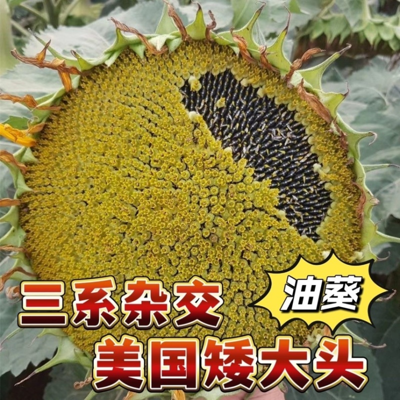 美国矮大头TF909原装三系杂交原种高产型油葵种子