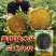 美国矮大头TF909原装三系杂交原种高产型油葵种子