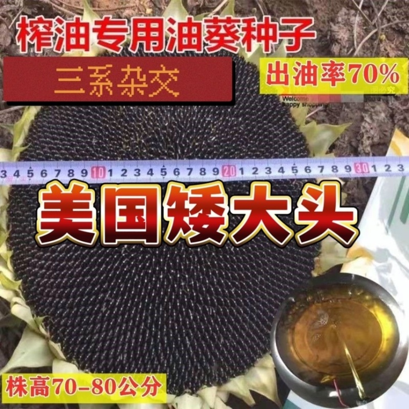 美国矮大头TF909原装三系杂交原种高产型油葵种子