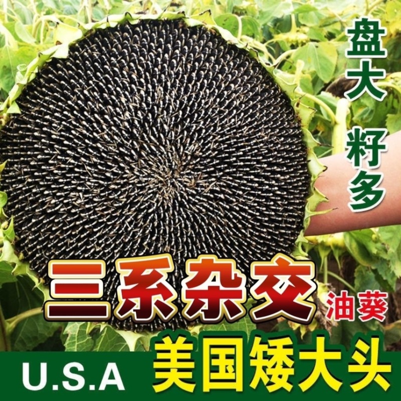 美国矮大头TF909原装三系杂交原种高产型油葵种子