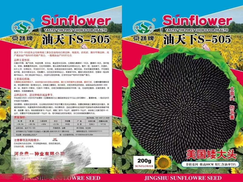 油天下S505油葵籽矮大头高产油葵杂交种子