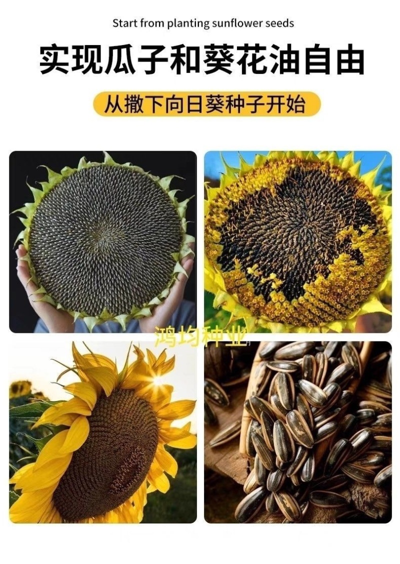 油天下S505油葵籽矮大头高产油葵杂交种子