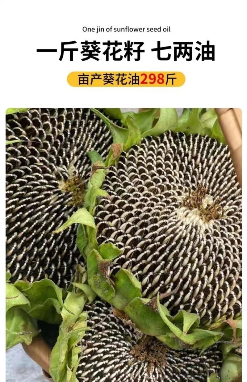 油天下S505油葵籽矮大头高产油葵杂交种子