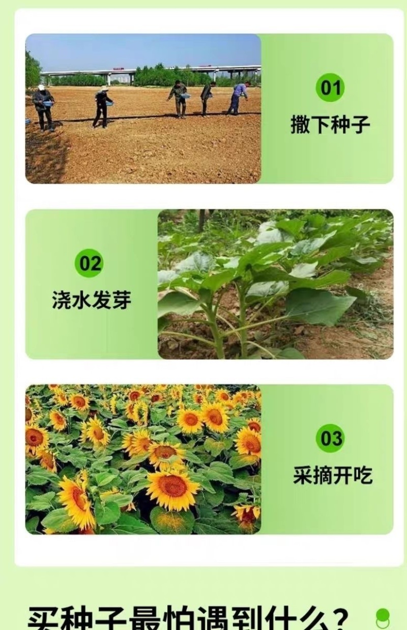 油天下S505油葵籽矮大头高产油葵杂交种子