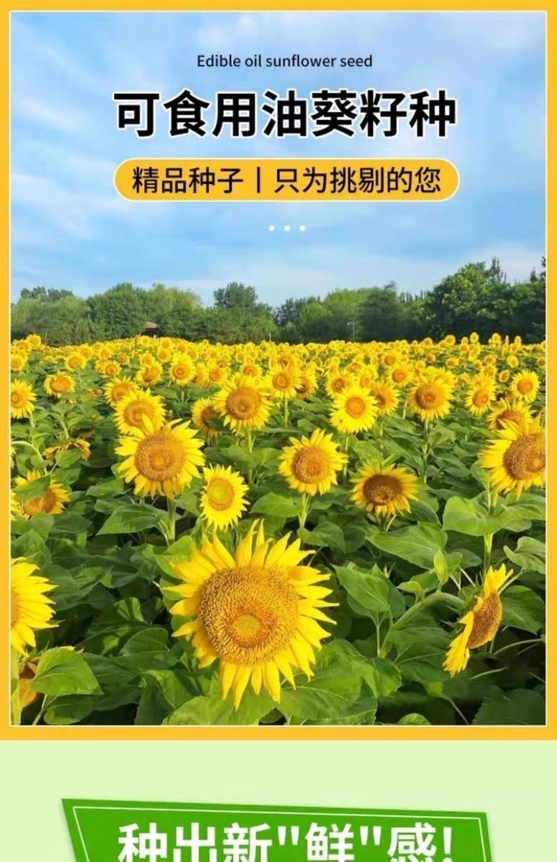 油天下S505油葵籽矮大头高产油葵杂交种子