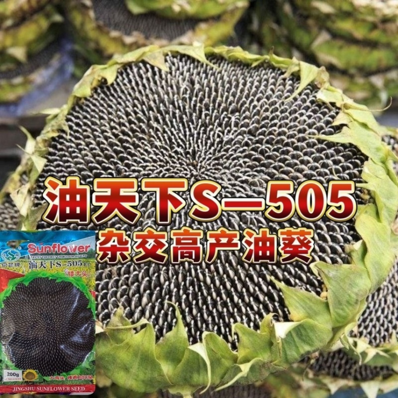 油天下S505油葵籽矮大头高产油葵杂交种子