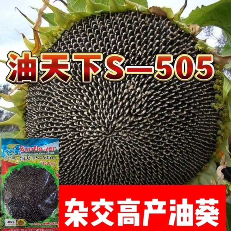 油天下S505油葵籽矮大头高产油葵杂交种子
