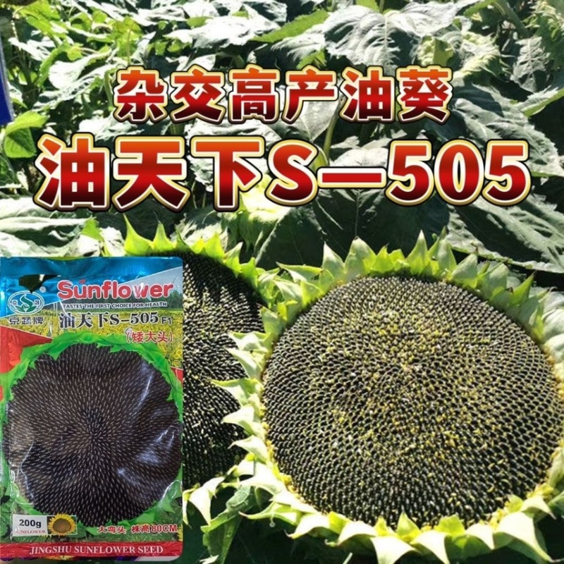 油天下S505油葵籽矮大头高产油葵杂交种子