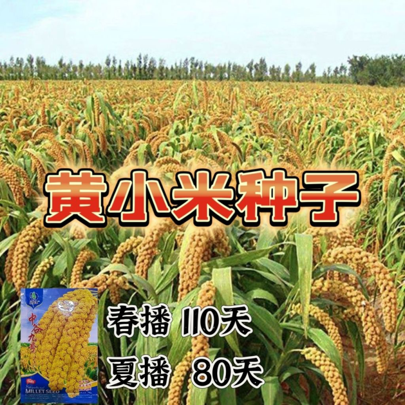 中谷九号种子大田用种每袋150克