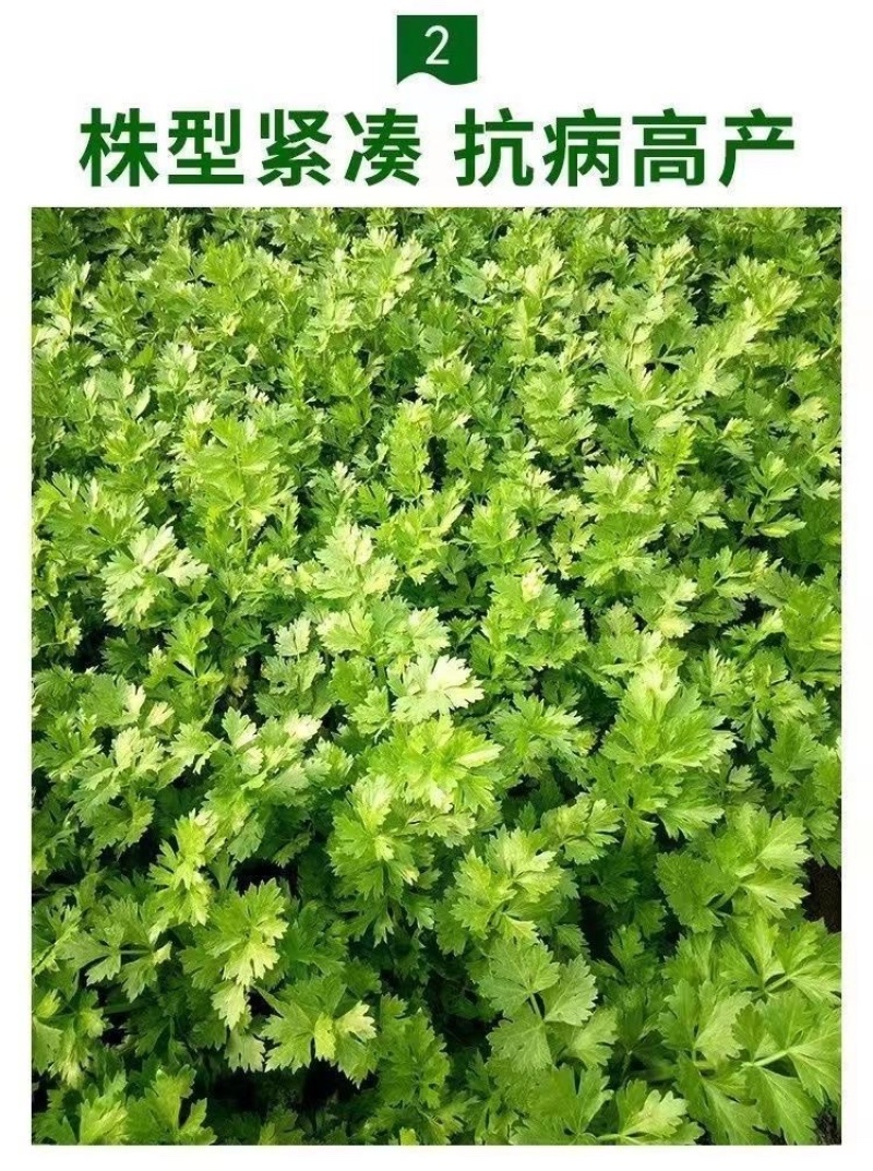 大田用种津南实芹种子80克