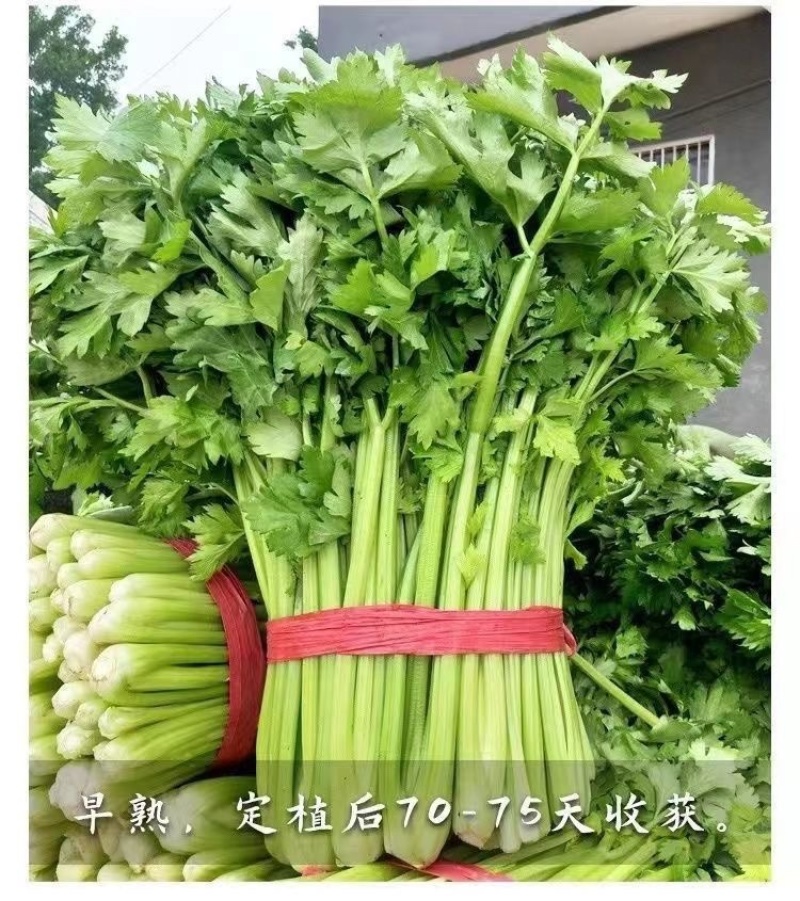 大田用种津南实芹种子80克