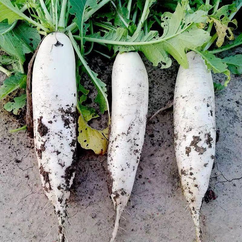 白玉萝卜种子水果型春秋四季播种耐抽薹高产抗病蔬菜种籽