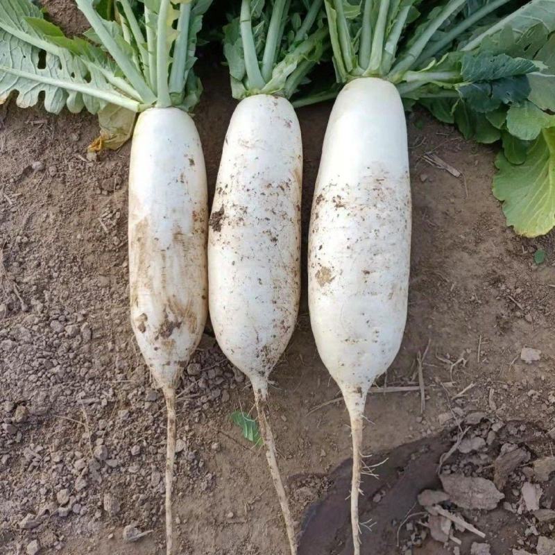 白玉萝卜种子水果型春秋四季播种耐抽薹高产抗病蔬菜种籽