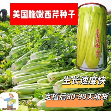 美国进口芹菜种子罐装四季西芹种80克