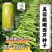 美国进口芹菜种子罐装四季西芹种80克
