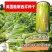 美国进口芹菜种子罐装四季西芹种80克