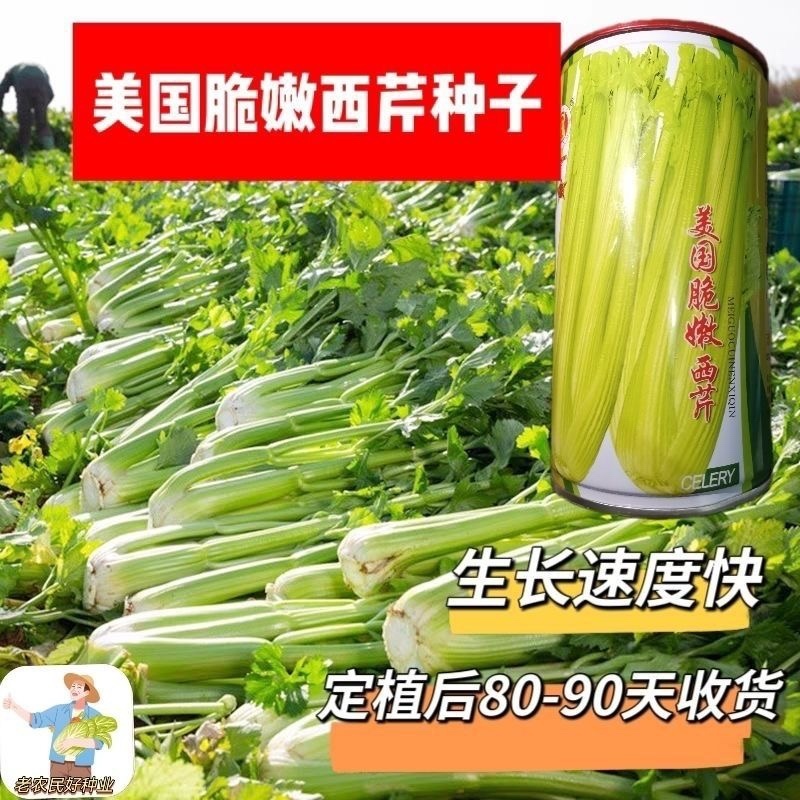 美国进口芹菜种子罐装四季西芹种80克