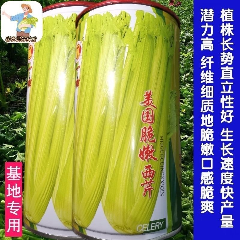 美国进口芹菜种子罐装四季西芹种80克