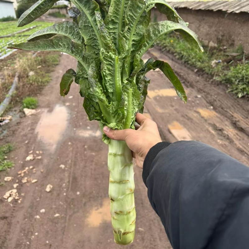 红叶窝笋