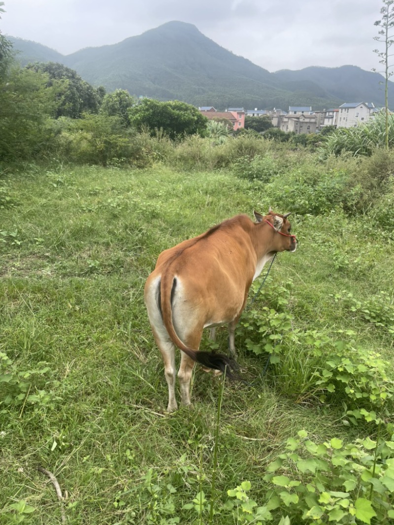 小牛母牛。公牛。黄牛