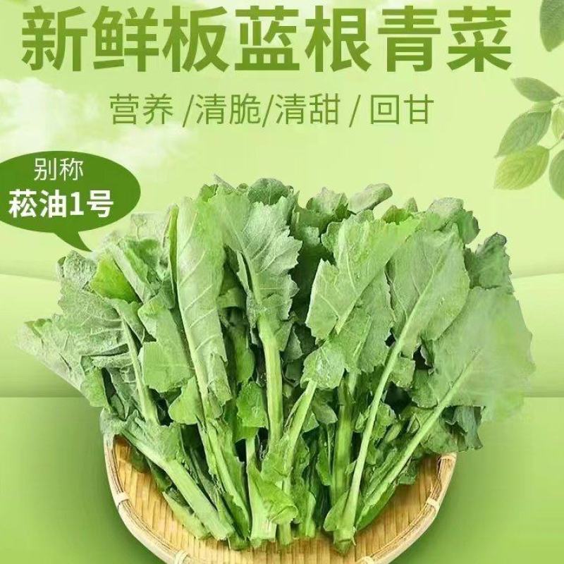 蔬菜中的爱马仕板蓝根青菜