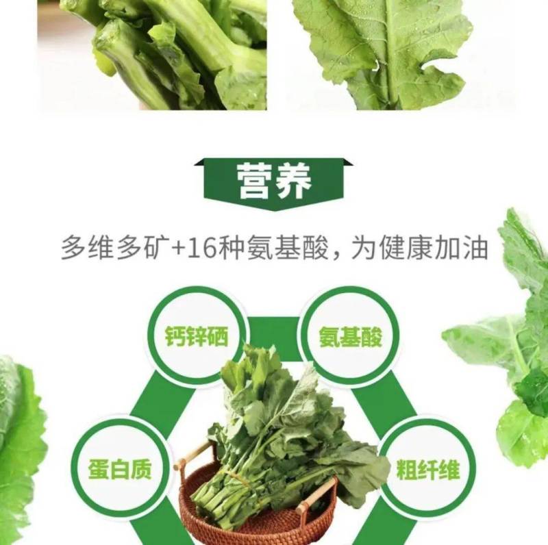 蔬菜中的爱马仕板蓝根青菜