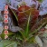 华煜澳美沙拉油麦菜种子四季速生甜脆罗马直立生菜孔雀菜籽