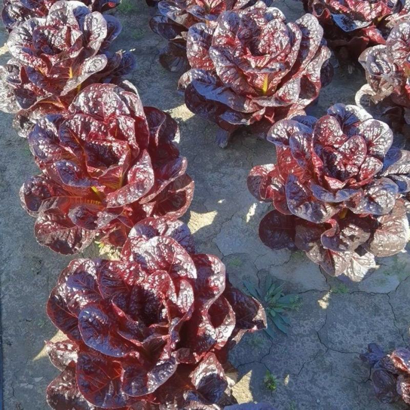 华煜澳美沙拉油麦菜种子四季速生甜脆罗马直立生菜孔雀菜籽