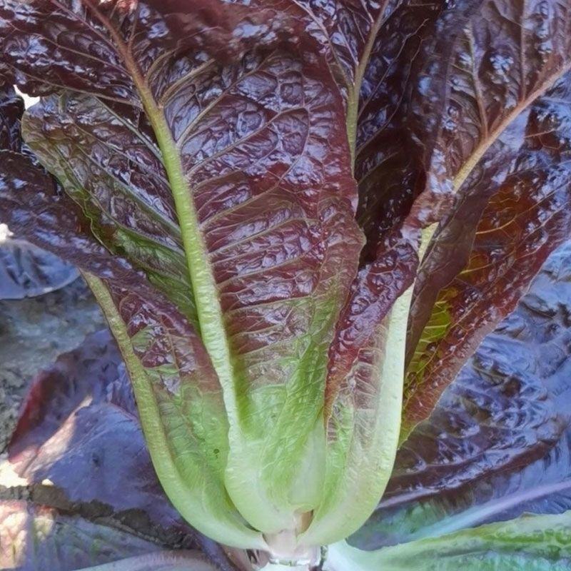 华煜澳美沙拉油麦菜种子四季速生甜脆罗马直立生菜孔雀菜籽