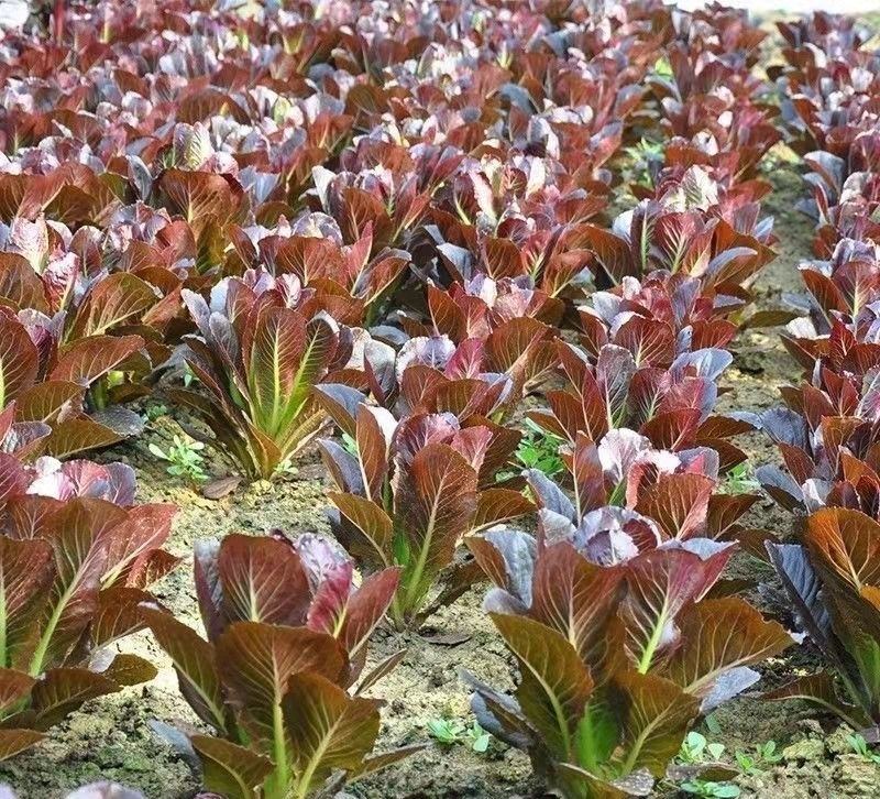 华煜澳美沙拉油麦菜种子四季速生甜脆罗马直立生菜孔雀菜籽