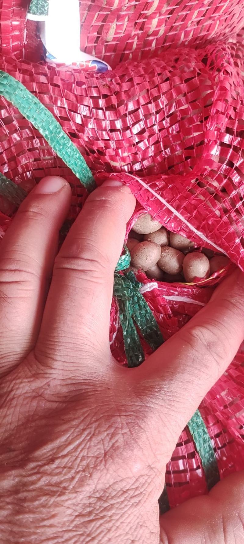灵宝铁棍山药豆大量上市了，本人提供厂地欢迎前来收购。