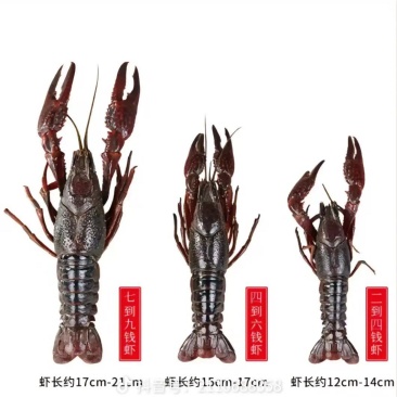 专注好品质冻虾