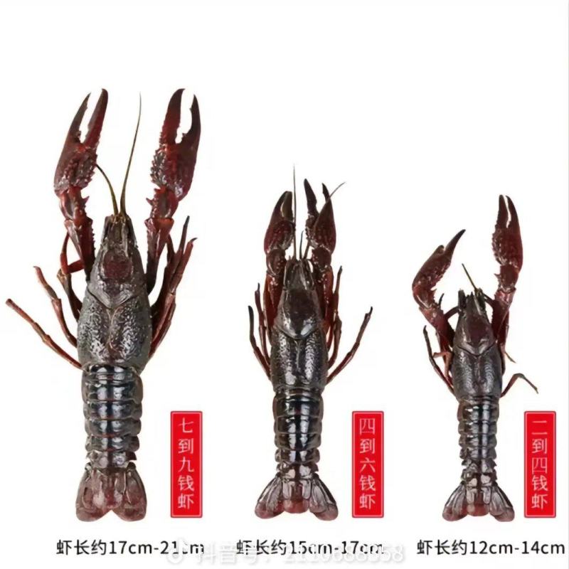专注好品质冻虾