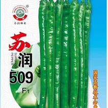 线椒种子苏润509长果线椒品种长35＿45厘米顺直