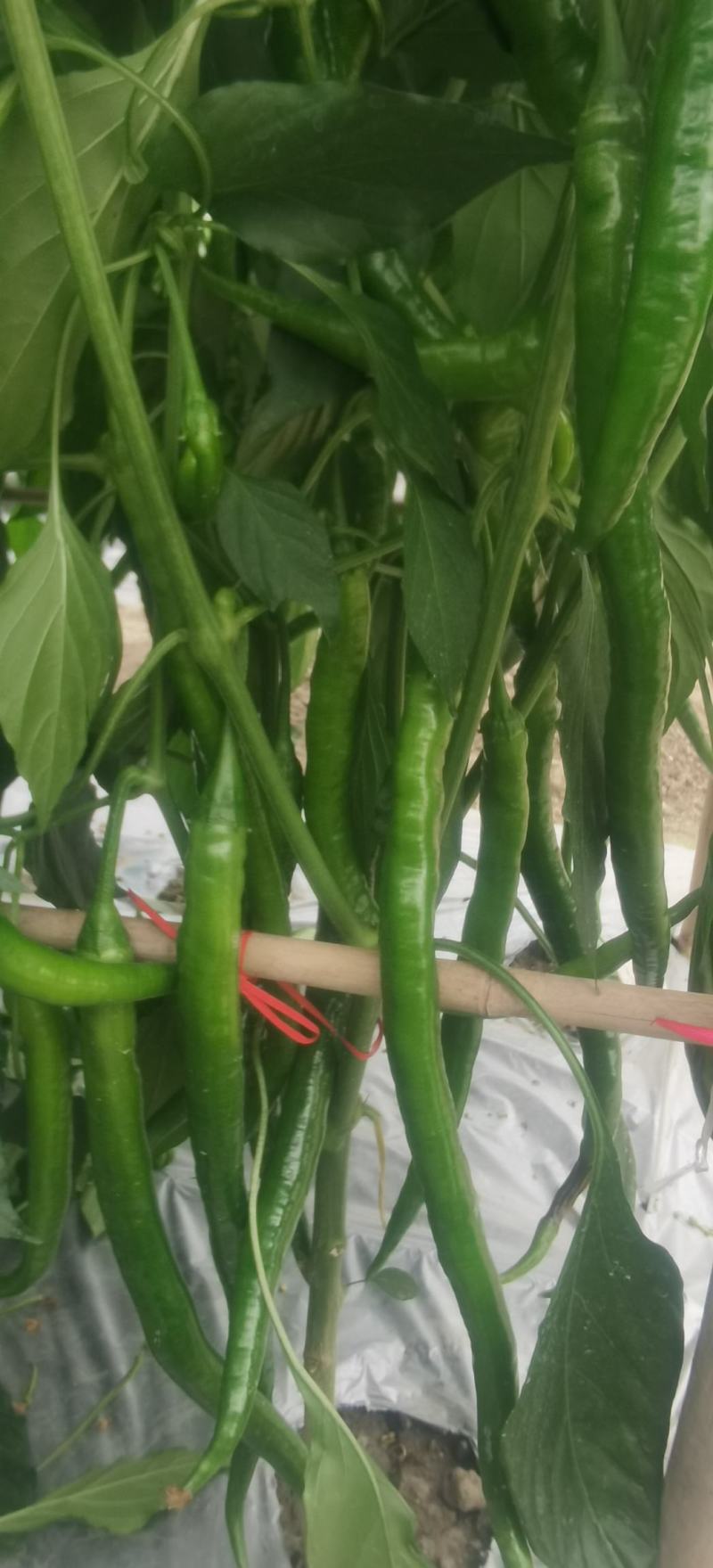 线椒种子苏润509长果线椒品种长35＿45厘米顺直