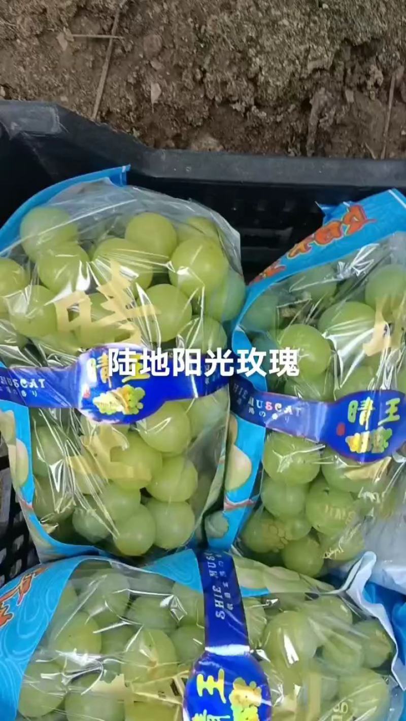 精品阳光玫瑰葡萄巨峰葡萄货源充足量大从优质量保证欢迎咨询