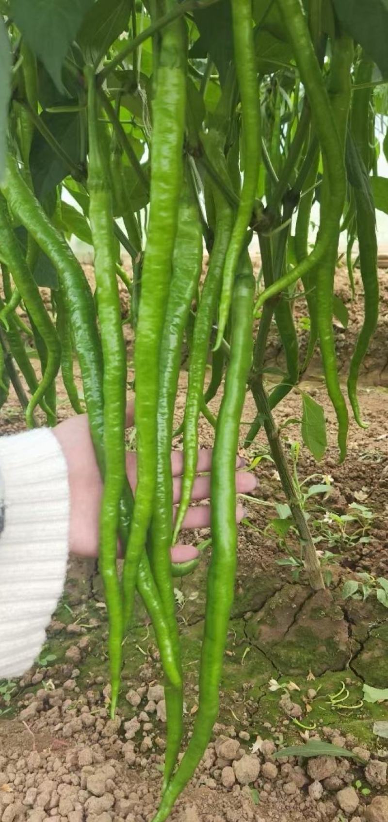 线椒种子苏润509长果线椒品种长35＿45厘米顺直
