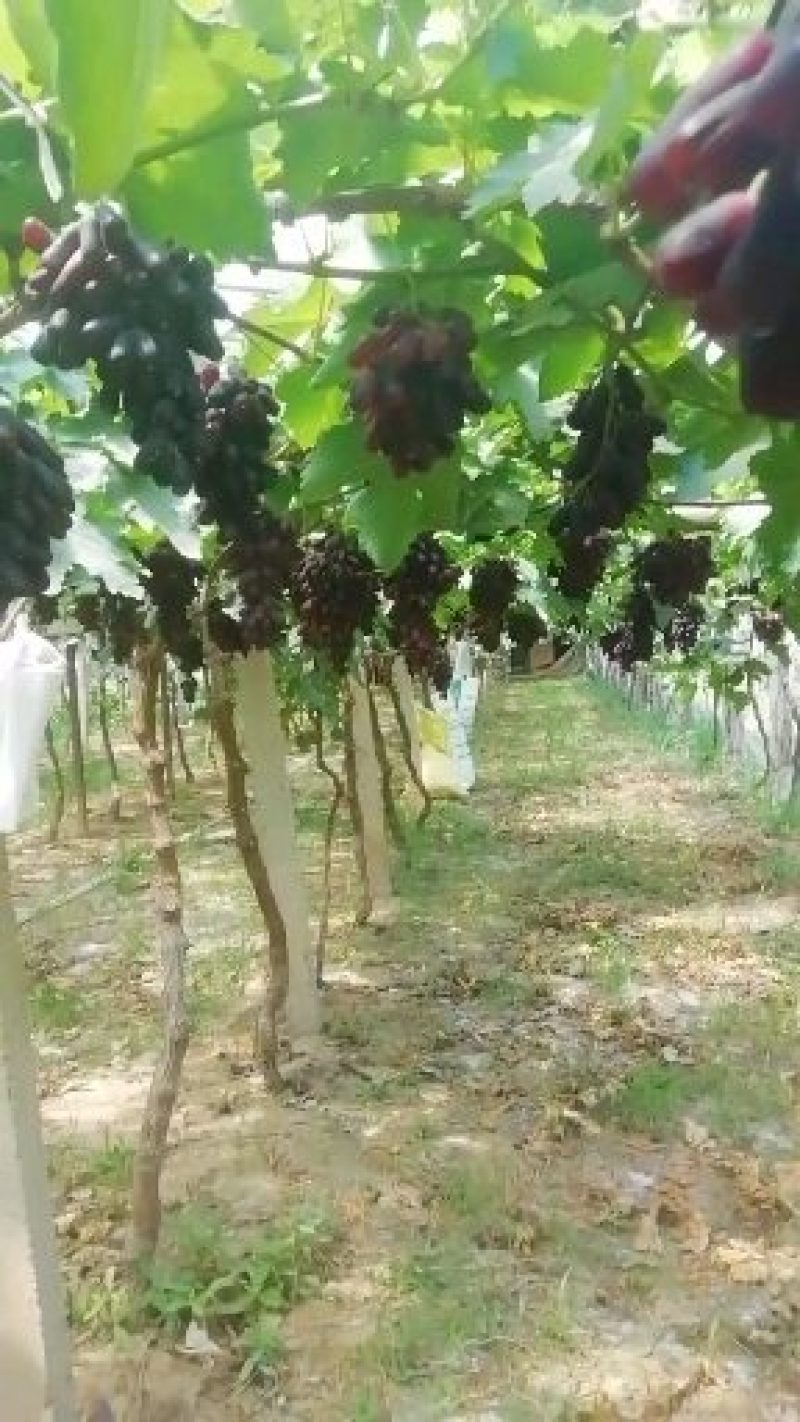 挂树蓝宝石葡萄，金手指，沫莉香葡萄有现货，