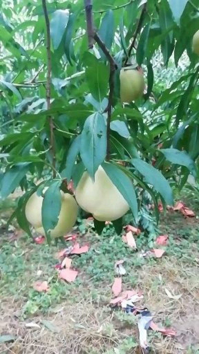 甜蜜冬桃己经成熟，有需要的老板联系我