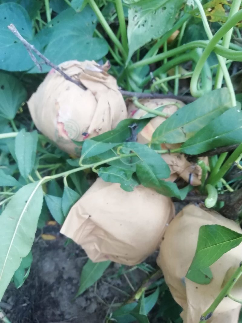 甜蜜冬桃己经成熟，有需要的老板联系我