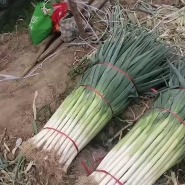 山东大葱长白大葱，产地发货，质量保证，欢迎来电咨询